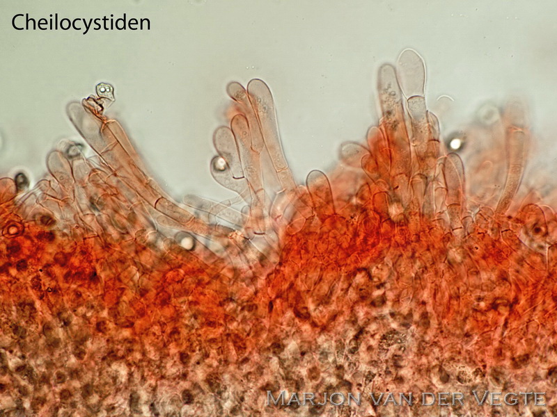 Geelplaatstaalsteeltje - Entoloma xanthochroum